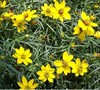 Zagreb Coreopsis