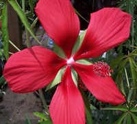 Swamp Hibiscus Picture