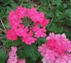 Homestead Pink Verbena