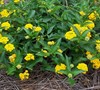 New Gold Lantana