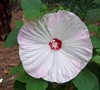 Luna Blush Perennial Hibiscus