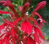 Compliment Deep Red Cardinal Flower