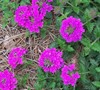 Homestead Purple Verbena Picture
