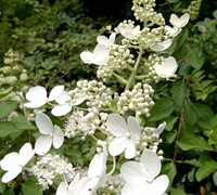 Chantilly Lace Hydrangea Picture