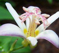 Tojen Toad Lily Picture