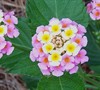 Pink Caprice Lantana