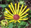 Henry Eiler's Rudbeckia Daisy