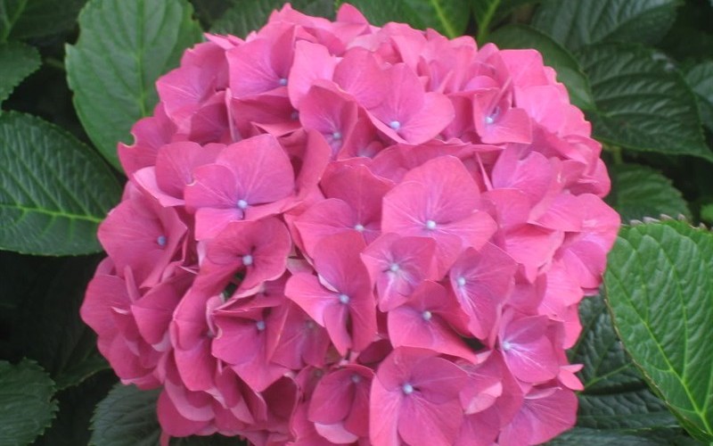 Glowing Embers Hydrangea Picture