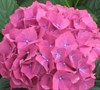 Glowing Embers Hydrangea