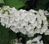 Oakleaf Hydrangea