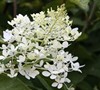 Phantom Hydrangea
