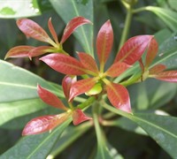 Chinese Anise Tree Picture
