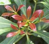 Chinese Anise Tree