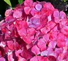 Pink Beauty Hydrangea