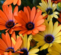 Osteospermum Picture