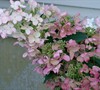 Pink Diamond Hydrangea