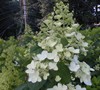 Tardiva Hydrangea