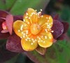 Albury Purple Hypericum