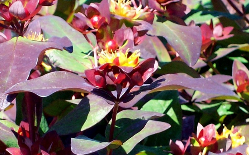 Albury Purple Hypericum Picture