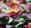 Albury Purple Hypericum