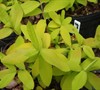 Brigadoon Hypericum