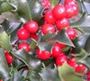 Blue Angel Holly