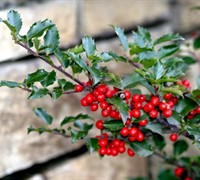 Blue Prince Holly Picture
