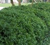 Rotunda Holly