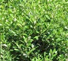 Inkberry Holly