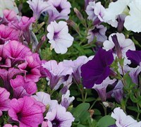 Supertunia Petunia (Series) Picture