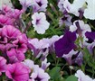 Supertunia Petunia (Series)