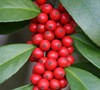 Winter Bounty Holly