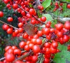 Sparkleberry Holly