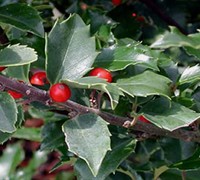 Berri Magic China Holly Combination Picture