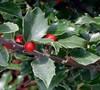 Berri Magic China Holly Combination