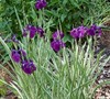 Ensata Variegated Iris