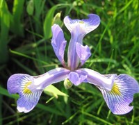 Blue Flag Iris Picture