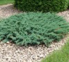 Blue Chip Juniper