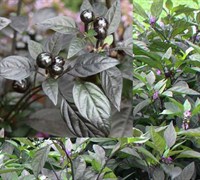 Black Pearl Ornamental Pepper Picture