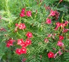 Cypress Vine