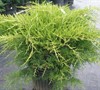 Gold Star Juniper