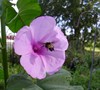 Morning Glory Tree