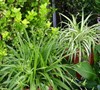 Spider Plants