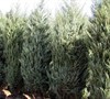 Moonglow Juniper