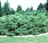 Blue Pfitzer Juniper