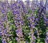 Indigo Spires Salvia