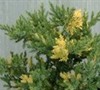 Variegated Procumbens Juniper