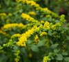 Goldenrod