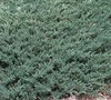 Blue Sargent Juniper