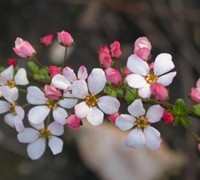 Pink Thunberg Spirea Picture